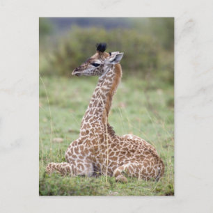 Young Masai Giraffe (Giraffa camelopardalis) Briefkaart