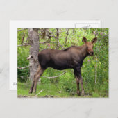 Young Moose Briefkaart (Voorkant / Achterkant)