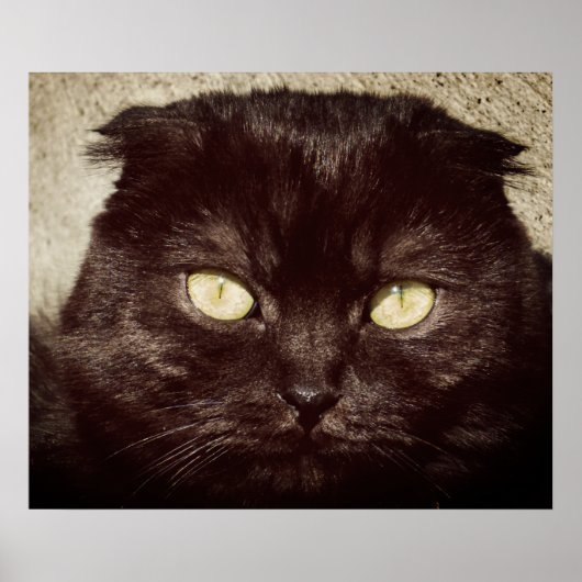 Young Munchkin Kitten Face Poster (Voorkant)