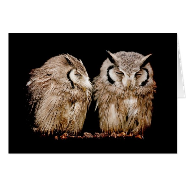 Young Owlets (Voorkant Horizontaal)