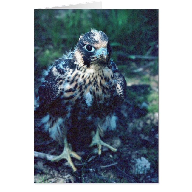 Young Peregrine (Voorkant)