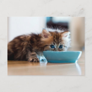 Young Persian Kitten Briefkaart