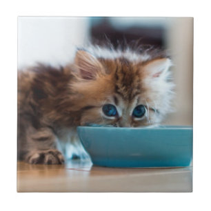 Young Persian Kitten Tegeltje