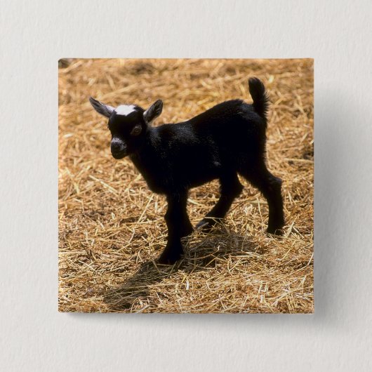 Young Pigmy Goat Vierkante Button 5,1 Cm (Voorkant)