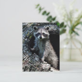 Young Raccoon Briefkaart (Staand voorkant)