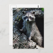 Young Raccoon Briefkaart (Voorkant / Achterkant)