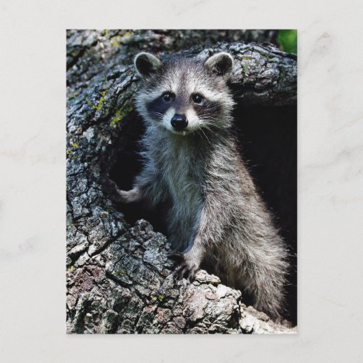 Young Raccoon Briefkaart (Voorkant)