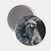 Young Raccoon Magneet (Voorkant / Achterkant)