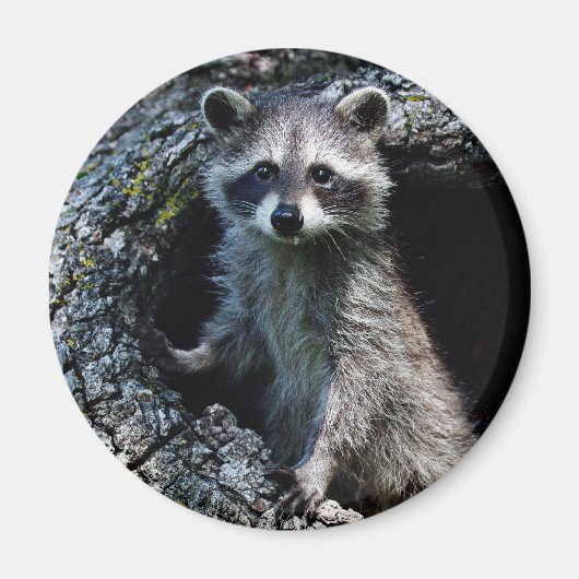 Young Raccoon Magneet (Voorkant)