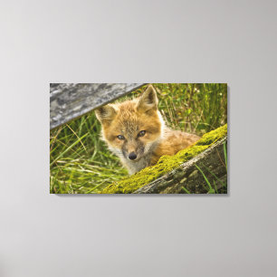 Young Red Fox kijkt door hek op San Juan Canvas Afdruk