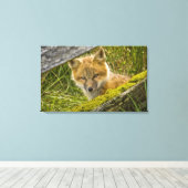 Young Red Fox kijkt door hek op San Juan Canvas Afdruk (Insitu (Houten vloer))