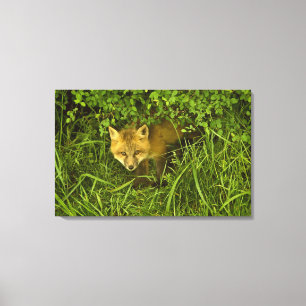 Young Red Fox komt uit de buurt van struiken Canvas Afdruk