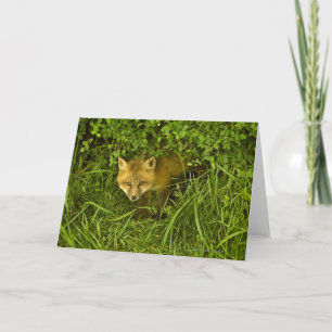 Young Red Fox komt uit struik Kaart