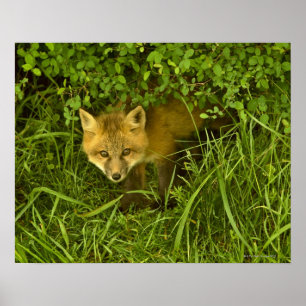 Young Red Fox komt uit struik Poster