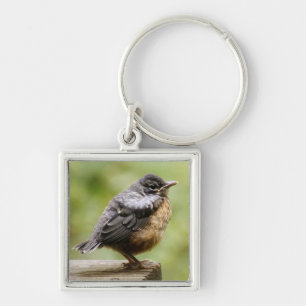 Young Robin Sleutelhanger