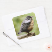 Young Robin Vierkante Sticker (Envelop)