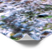 Young Rockmol Wrasse Poster (Hoek)