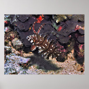 Young Rockmol Wrasse Poster