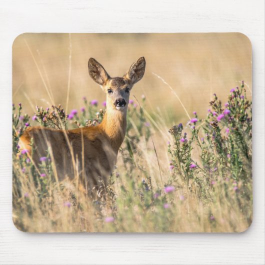 Young Roe Deer in Meadow Muismat (Voorkant)