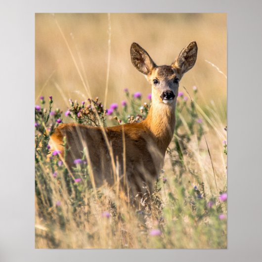 Young Roe Deer in Meadow Poster (Voorkant)