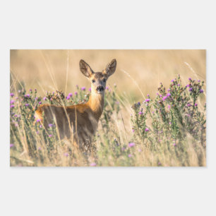 Young Roe Deer in Meadow Rechthoekige Sticker