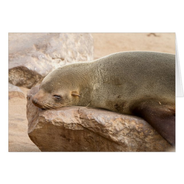 Young sea lion (Devant Horizontal)