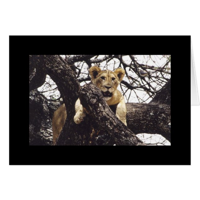 Young Simba (Voorkant Horizontaal)