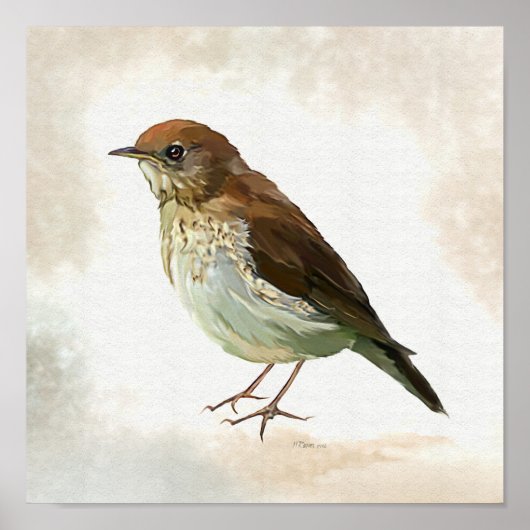 Young Song Thrush in snow Poster (Voorkant)