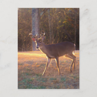 Young Stag Deer in the Sun Light Briefkaart
