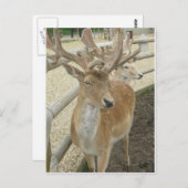 Young Stags Briefkaart (Voorkant / Achterkant)