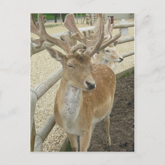 Young Stags Briefkaart (Voorkant)