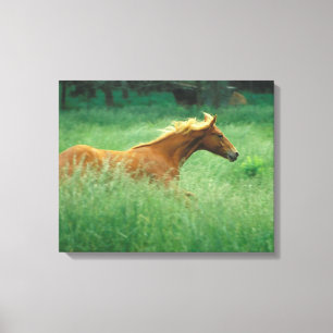 Young Stallion loopt door Meadow Canvas Afdruk
