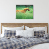 Young Stallion loopt door Meadow Canvas Afdruk (Insitu (Slaapkamer))