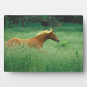Young Stallion loopt door Meadow Fotoplaat (voorkant)