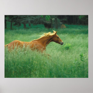 Young Stallion loopt door Meadow Poster