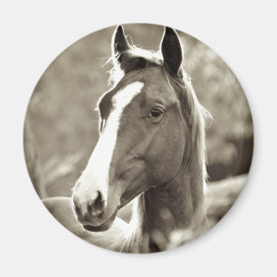 Young Stallion Magneet