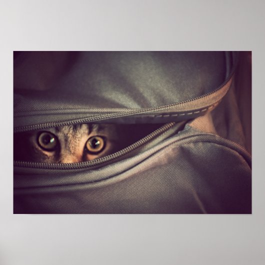 Young Tabby Kitten Poster (Voorkant)