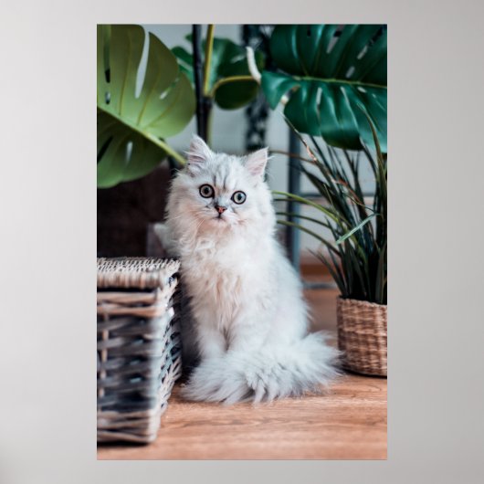 Young White Persian Cat Sitting with Plant Poster (Voorkant)