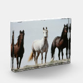 Young Wild Stallions Fotoblokken (Links)