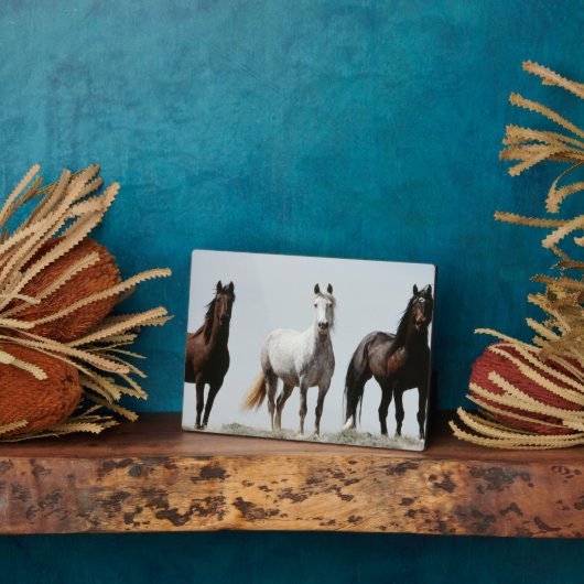 Young Wild Stallions Fotoplaat (Zijkant)