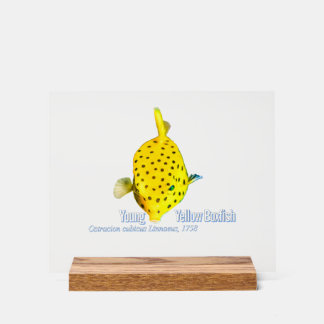 Young Yellow Boxfish Acryl Bord