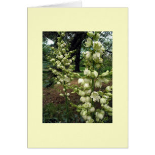 Yucca