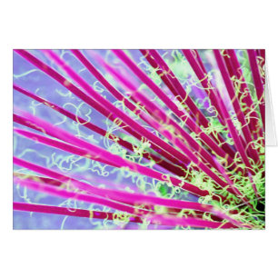 Yucca Abstrait rouge psychédélique