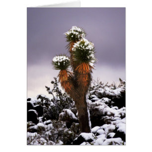 Yucca dans la neige, Montagne noire Henderson Neva
