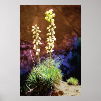 Yucca Flowers in Capitolreef Poster