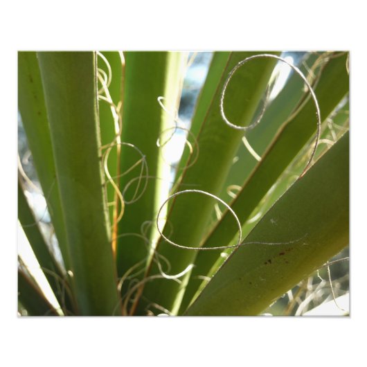 Yucca laat groene Natuur fotografie Foto Afdruk (Voorkant)