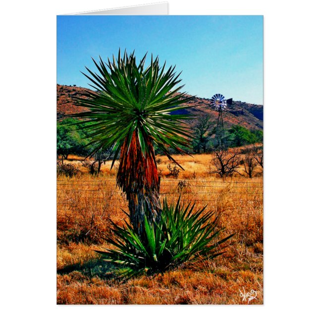 Yucca Meets Windmill (Voorkant)