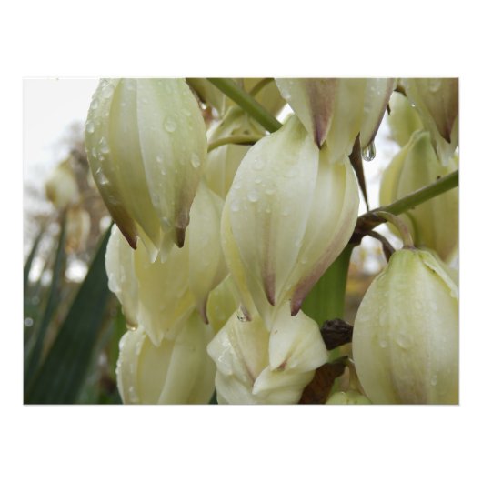 Yucca Plant Foto Afdruk (Voorkant)