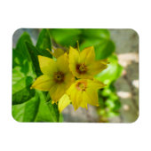 Yucca Plant Magneet (Horizontaal)