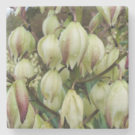 Yucca Plant Stenen Onderzetter (Voorkant)